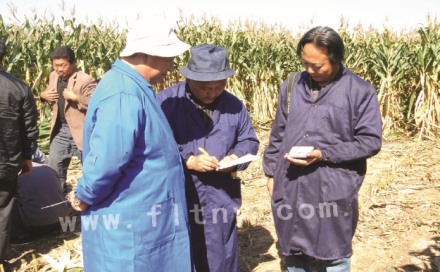 玉米宽行密植一穴多株超高产栽培模式示范研究